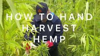 How to harvest hemp by hand