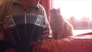 Животные. Кот поет. Сказочный рыжий кот любит гармонь.