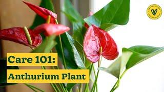 How to Take Care of Your Anthurium Plants  Anthurium Care Tips  Ugaoo