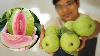 5 tips to grow lots of guava  টবে প্রচুর পেয়ারা ফলানোর জন্য ৫ টি টিপস