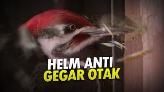 Pelatuk yang Tercatuk #alamsemenit