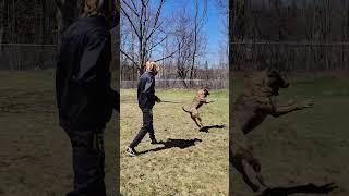 Training the next DDK superstar bully #ytshorts #shorts #dog #bullies #dogdynasty #training