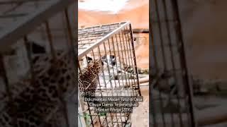 Dokumentasi Macan Tutul Terperangkap Jebakan Warga Desa Cikupa Ciamis 2016 #macantutul #Ciamis