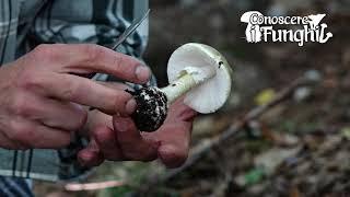 Conoscere i Funghi Amanita phalloides  VELENOSO MORTALE 