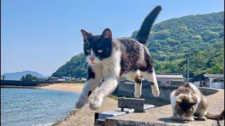 Too cute A healing Japanese cat island rich in nature where friendly stray cats live.
