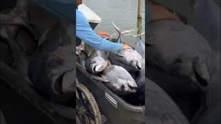 Yellowfin tuna haul at Venice Marina #fishing #fish #yellowfintuna #louisiana #shortvideo #shorts