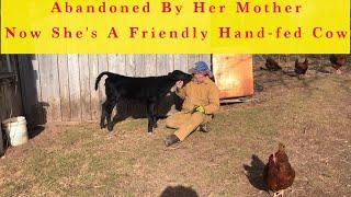 A visit With My Neighbor Chip and his Newborn Hand-Fed Heifer Calf Rosie... and Some Ducks