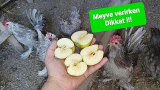 TÜM TAVUKLARA MEYVE VERDİM . MEYVE NASIL VERİLMELİ ? farklı fikirleri olan yoruma @ResulHOY