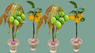How To Grow Mango Trees From Mango Branch and Lemon Trees From Lemon Branch in Onion and Water