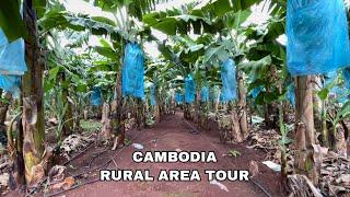 Banana farm in Cambodia rural area.#CAMBODIARURALAREATOUR #cambodia #phnompenh