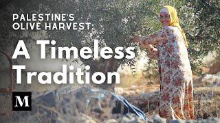 Palestine’s Olive Harvest A Timeless Tradition