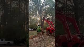 Dropping large Bradford pear tree#shorts