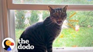 House Cat Spots Two Stray Kittens In His Backyard And Then…  The Dodo