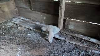 Angry Baby Buzzard In An Abandoned Barn