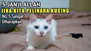 5 Janji Allah Bagi Yang Suka Memelihara Kucing  No. 5 Paling Diharapkan