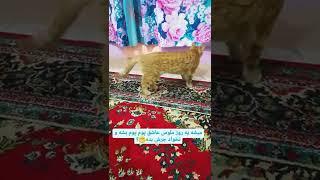 من عاشق حیواناتم.امدادشون می کنم و براشون خونواده پیدا می کنملایک و سابسکرایب کن عزیز دلم