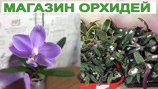  Магазин орхидей почтой. Подростки сортовых орхидей из Азии от MIKI ORCHID. Обзор орхидей