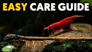 Red Cherry Shrimp  Ultimate Care Guide For Beginners