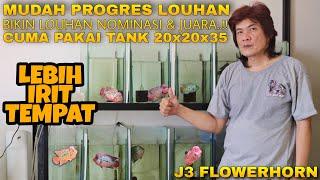 Rahasia Progres Louhan Aquarium Kecil Agar Selalu Nominasi Dan Juara Ala J3 Flowerhorn