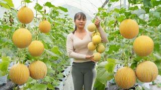Harvesting Cantaloupe goes to countryside market sell - Free farm life  Phương Free Bushcraft
