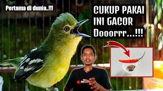 TRIK PALING DI CARI DI DUNIA‼️GACORKAN SIRTUCIPOH DENGAN CABE