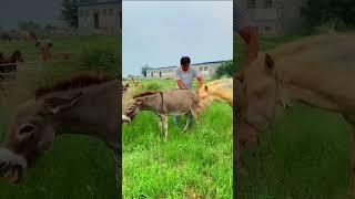 Donkey in Horse mateeng video