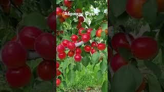 Абрикос Фуего #сад #садівництво #максимгаранжа #garden #абрикос