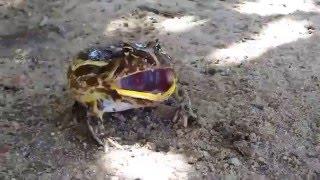 Vocalização de estresse do sapo-boi  Ceratophrys joazeirensis