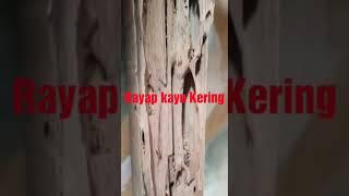 Rayap kayu kering