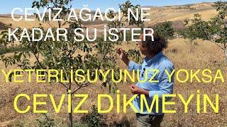 CEVİZ AĞACI NE KADAR SU İSTER? YETERLİ SUYUNUZ YOKSA CEVİZ DİKMEYİN. Ceviz Adam Ahmet