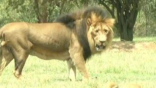 Driver describes lion attack that killed an American tourist