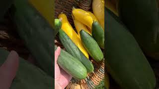 Today’s harvest #garden #gardening #growyourownfood #homesteading #organicgardening #harvest #haul