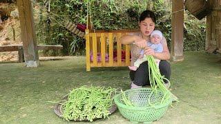 Picking luffa and beans to sell getting food for ducks and chickens - unfortunately fell