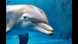 Do Dolphins Smile?