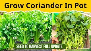 How to Grow CorianderCilantroDhaniya at Home Garden  Seed To Harvest With Full Update