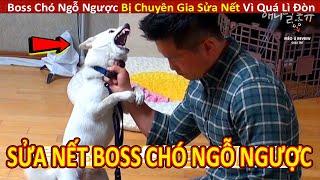 Boss Chó Lì Đòn Cắn Chủ Bị Chuyên Gia Sửa Nết Vì Quá Ngỗ Ngược  Review Con Người Và Cuộc Sống