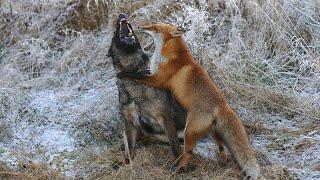 EL PODER DEL ZORRO  Zorro vs Hombre Perro Gato Águila