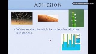 Chemistry of Life 1