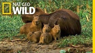 A Capybara Familys Day at Play  Deadly Game