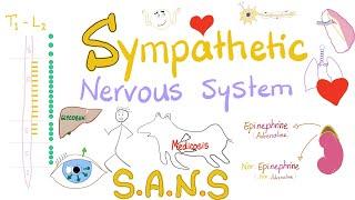 Sympathetic Nervous System  Fight and Flight  Origin Relay and Response  Physiology.