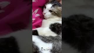 Ketika kucing ngerebut kasih sayang mamah dampai tebutan dengan anaknya  #kucinglucu #cat #funny