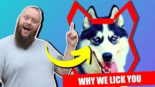 Why SIBERIAN HUSKY LICK You