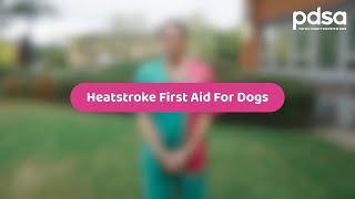 Heatstroke First Aid For Dogs  Pet Health Advice