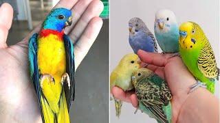 Smart And Funny Parrots Parrot Talking Videos Compilation 2023 - Cute Birds #24