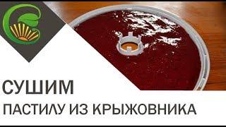 Пастила на сушилке изидри из крыжовника красной смородины и банана