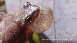 Spring Peepers