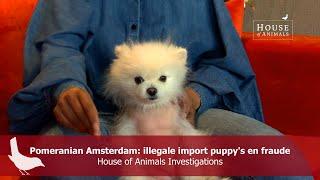 Pomeranian Amsterdam illegale import puppys en fraude - House of Animals Investigations