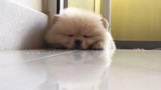 Cute Pomeranian Puppy Sleeping