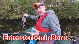 Entensterben in Bonn - Tiernotruf #114