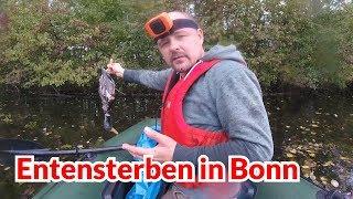 Widespread deaths of ducks in Bonn - Animal emergency #114